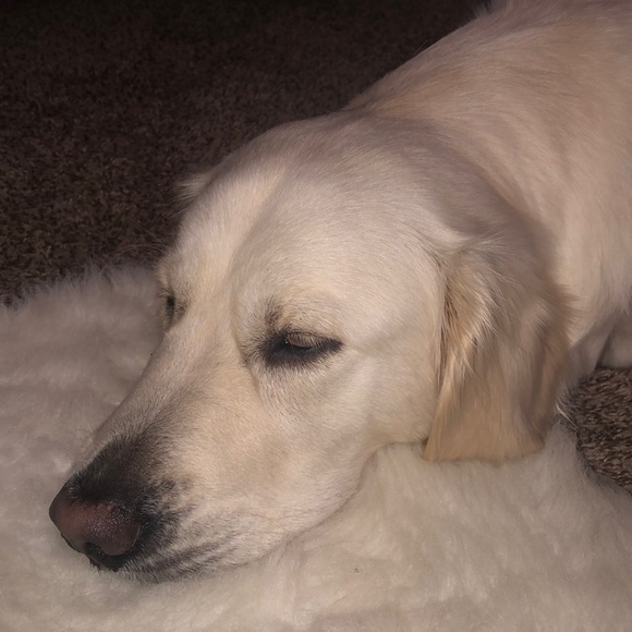 Meet your Posher, Jennifer - Picture 1 of 1